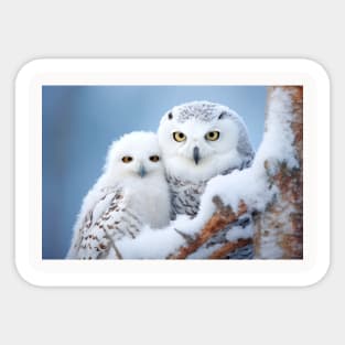 Owl Animal Bird Beauty Freedom Wilderness Enchanting Sticker